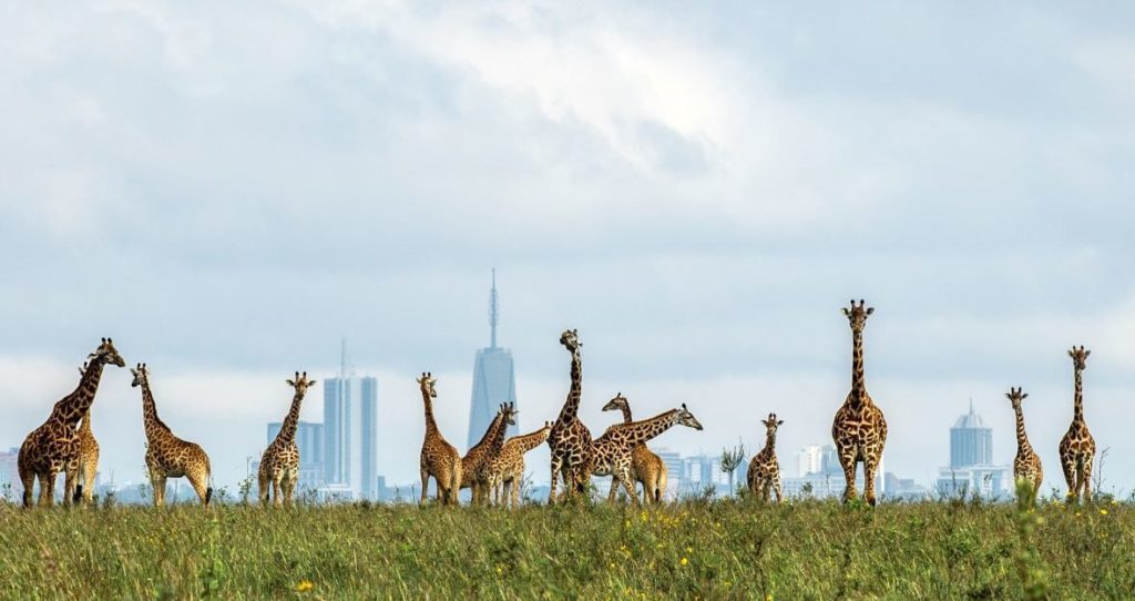 Giraffe at Nairobi National Park Tour