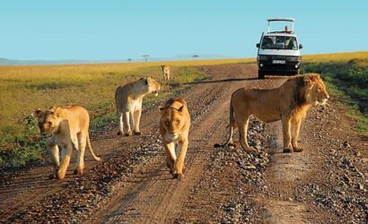 Masai Mara Safari