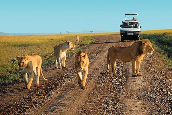 Masai Mara Safari