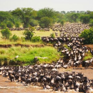 wildebeest migration safari