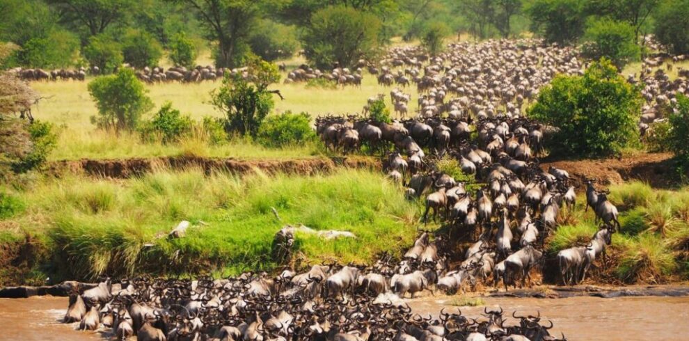 wildebeest migration safari