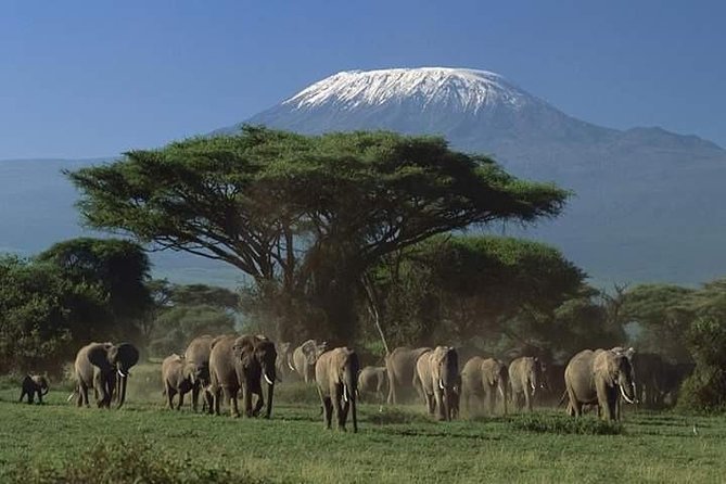 Amboseli Tsavo SAFARI