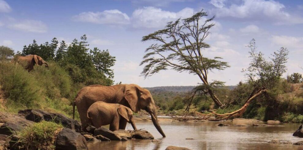 Elephants on Samburu Safari