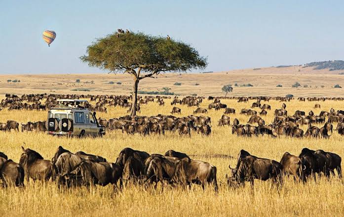 MASAI-MARA-KENYA-WILDLIFE-SAFARI