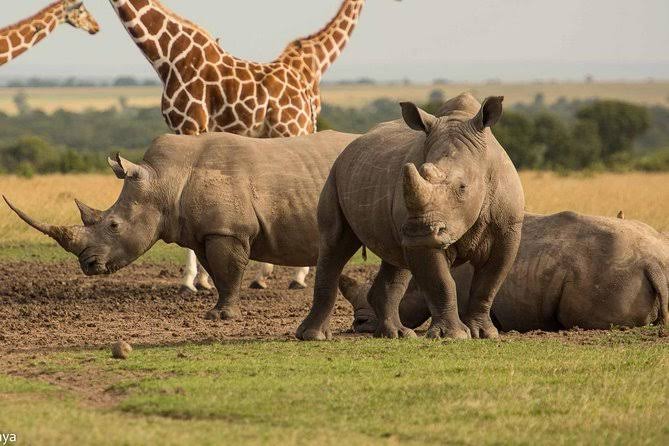 MASAI-MARA-KENYA-WILDLIFE-SAFARI