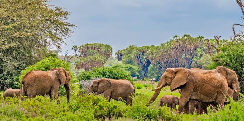 samburu-elephants-doum-palms