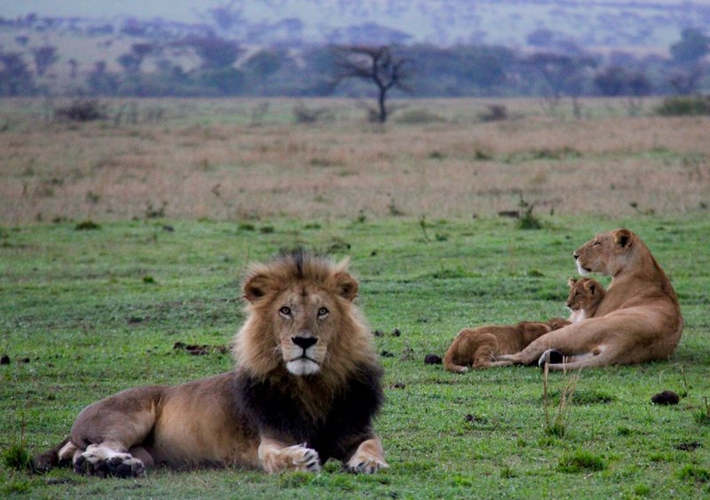 Tsavo West Safari