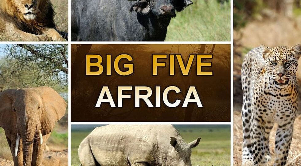 Big Five Africa Safari