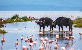 Buffalos and Flamingos at Lake Nakuru National Park