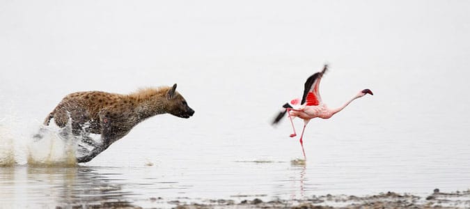 Lake Nakuru Flamingo Tour